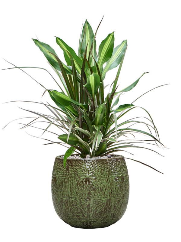 Ansamblu D30xH81cm cu planta naturala Dracaena combo in ghiveci Marly all inclusive set cu granule decorative