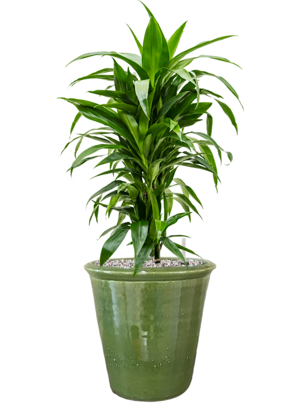 Ansamblu D30xH82cm cu planta naturala Dracaena fragrans 'Janet Craig' in ghiveci Hush all inclusive set cu granule decorative