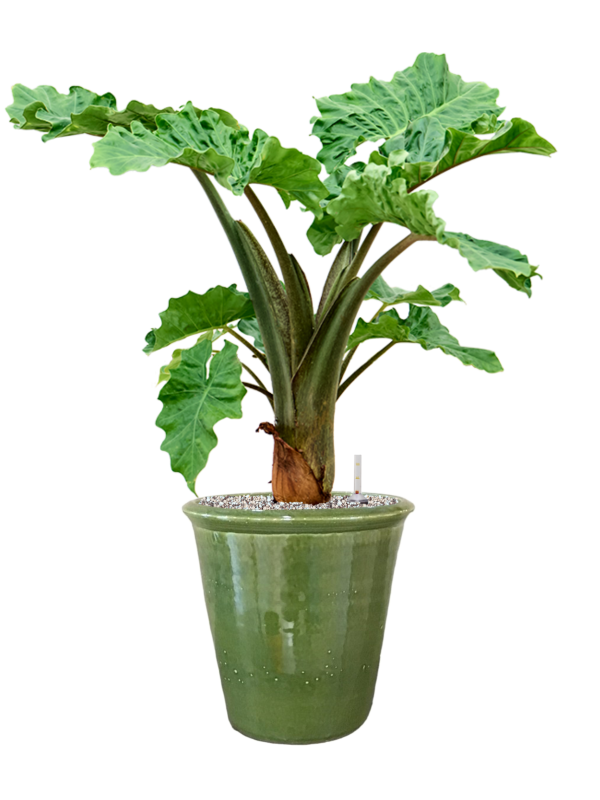 Ansamblu D30xH83cm cu planta naturala Alocasia 'Low Rider' in ghiveci Hush all inclusive set cu granule decorative