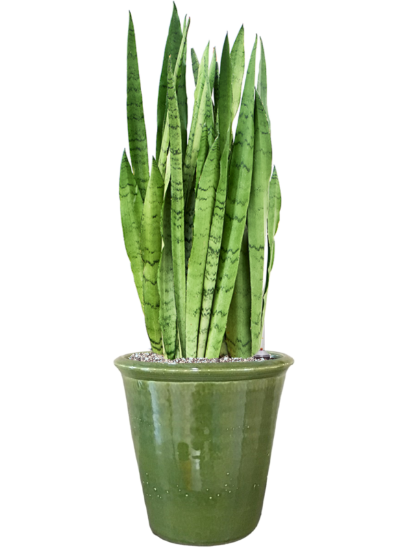 Ansamblu D30xH83cm cu planta naturala Sansevieria trifasciata 'Silver Mist' in ghiveci Hush all inclusive set cu granule decorative