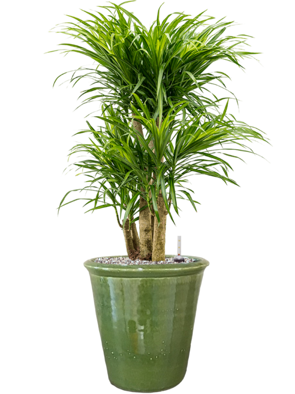 Ansamblu D30xH84cm cu planta naturala Pleomele (Dracaena) 'Anita Variegata' in ghiveci Hush all inclusive set cu granule decorative