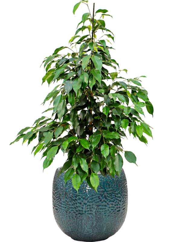 Ansamblu D30xH87cm cu planta naturala Ficus benjamina 'Danielle' in ghiveci Marly all inclusive set cu granule decorative