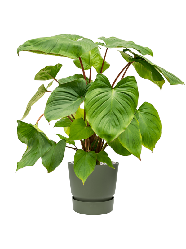 Ansamblu D30xH89cm cu planta naturala Homalomena rubescens 'Maggy' in ghiveci Greenville all inclusive set cu granule decorative