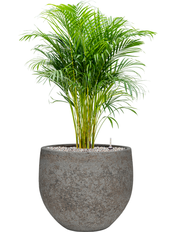 Ansamblu D30xH94cm cu planta naturala Dypsis (Areca) lutescens in ghiveci Cement & Stone all inclusive set cu granule decorative