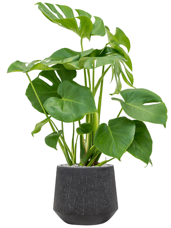 Ansamblu D30xH95cm cu planta naturala Monstera deliciosa in ghiveci Baq Raindrop all inclusive set cu granule decorative