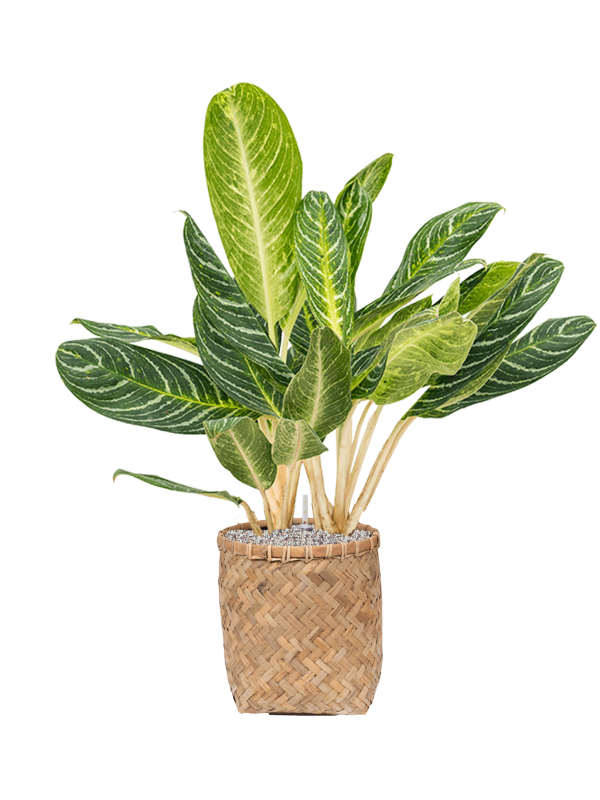 Ansamblu D31.5xH105cm cu planta naturala Aglaonema 'Key Lime' in ghiveci Bohemian all inclusive set cu granule decorative