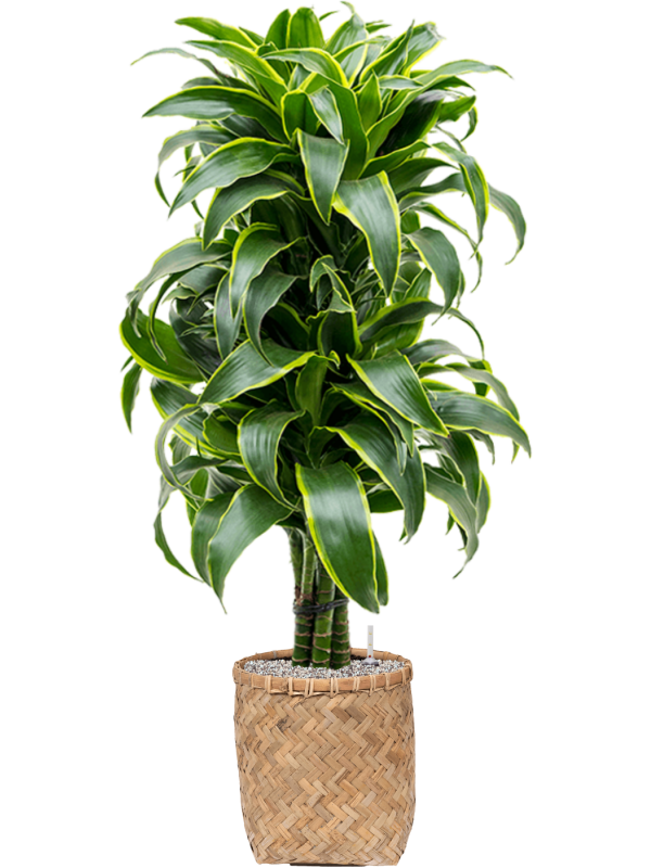 Ansamblu D31.5xH128cm cu planta naturala Dracaena fragrans 'Dorado' in ghiveci Bohemian all inclusive set cu granule decorative