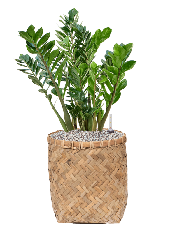 Ansamblu D31.5xH73cm cu planta naturala Zamioculcas zamiifolia in ghiveci Bohemian all inclusive set cu granule decorative