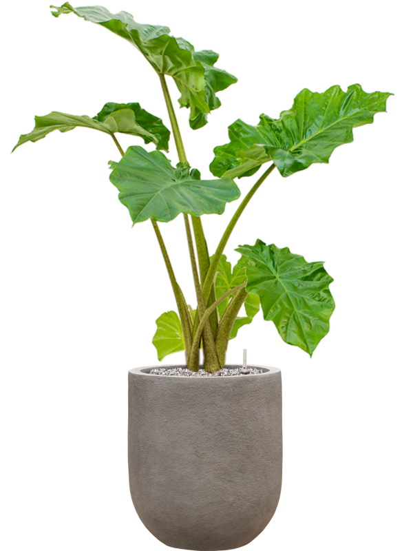 Ansamblu D31xH103cm cu planta naturala Alocasia 'Portodora' in ghiveci Baq Nucast all inclusive set cu granule decorative