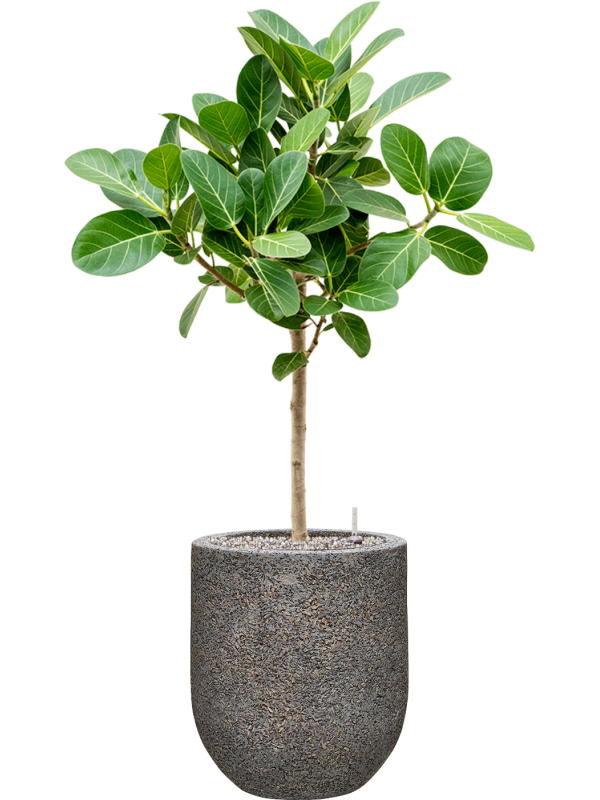 Ansamblu D31xH103cm cu planta naturala Ficus benghalensis 'Audrey' in ghiveci Baq Naturescast all inclusive set cu granule decorative