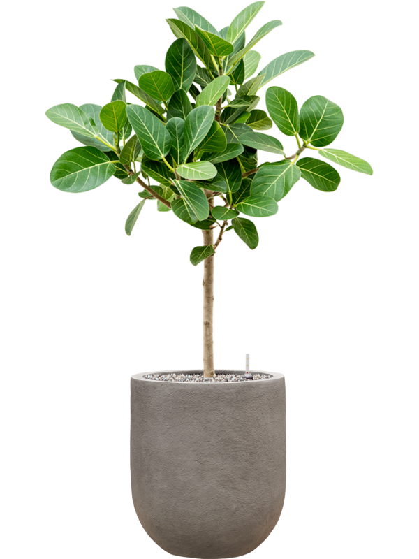 Ansamblu D31xH103cm cu planta naturala Ficus benghalensis 'Audrey' in ghiveci Baq Nucast all inclusive set cu granule decorative