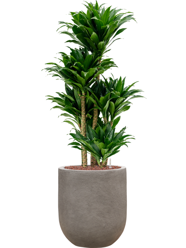 Ansamblu D31xH104cm cu planta naturala Dracaena fragrans 'Compacta' in ghiveci Baq Nucast all inclusive set cu granule decorative