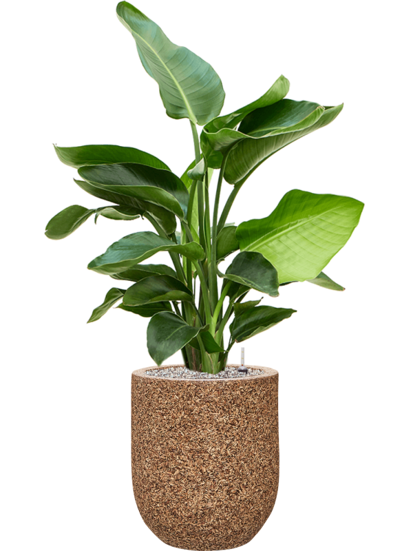 Ansamblu D31xH104cm cu planta naturala Strelitzia nicolai in ghiveci Baq Naturescast all inclusive set cu granule decorative