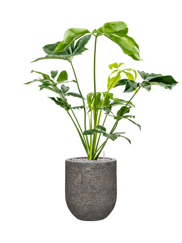 Ansamblu D31xH108cm cu planta naturala Philodendron 'Green Wonder' in ghiveci Baq Naturescast all inclusive set cu granule decorative