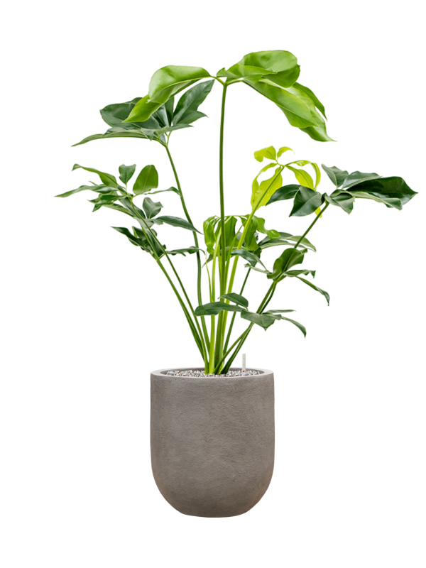 Ansamblu D31xH108cm cu planta naturala Philodendron 'Green Wonder' in ghiveci Baq Nucast all inclusive set cu granule decorative