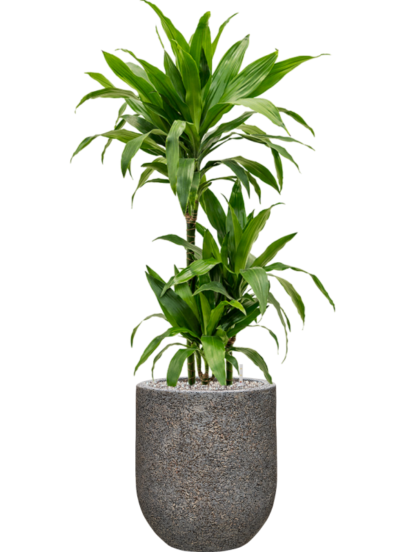 Ansamblu D31xH112cm cu planta naturala Dracaena fragrans 'Janet Craig' in ghiveci Baq Naturescast all inclusive set cu granule decorative