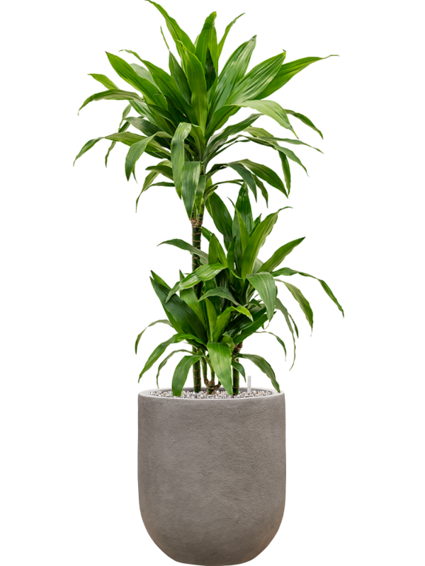 Ansamblu D31xH112cm cu planta naturala Dracaena fragrans 'Janet Craig' in ghiveci Baq Nucast all inclusive set cu granule decorative