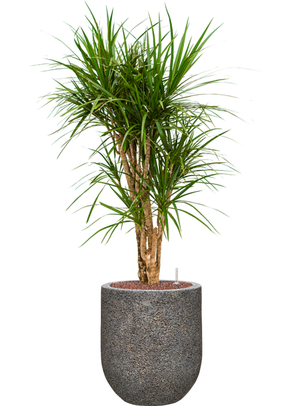 Ansamblu D31xH112cm cu planta naturala Dracaena marginata in ghiveci Baq Naturescast all inclusive set cu granule decorative