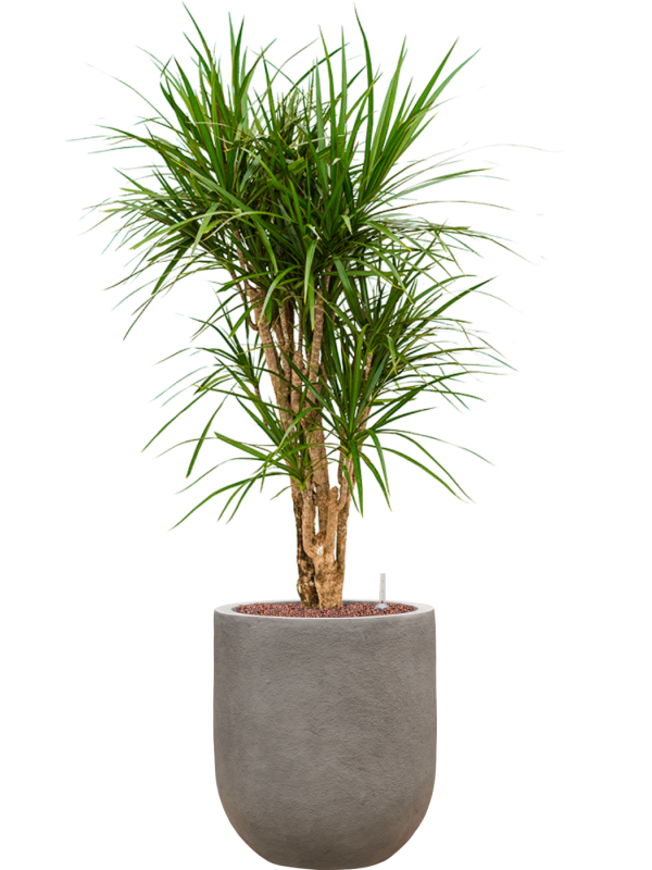 Ansamblu D31xH112cm cu planta naturala Dracaena marginata in ghiveci Baq Nucast all inclusive set cu granule decorative