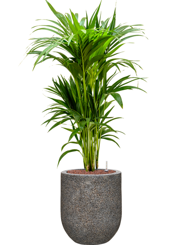 Ansamblu D31xH112cm cu planta naturala Kentia (Howea) forsteriana in ghiveci Baq Naturescast all inclusive set cu granule decorative