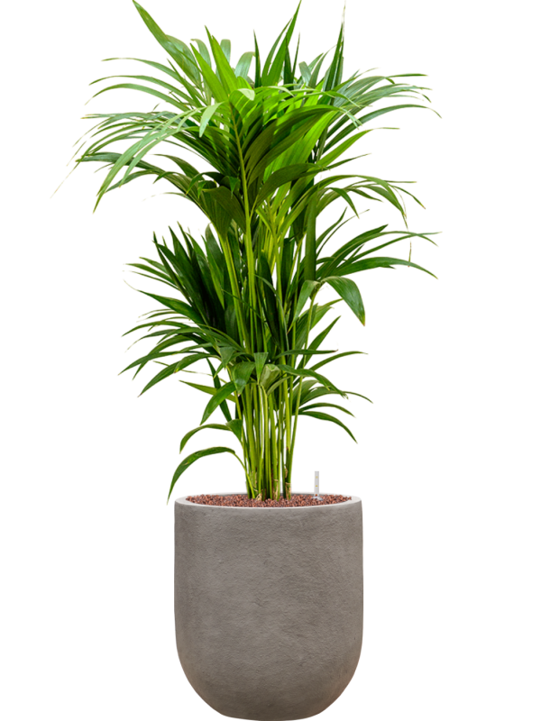 Ansamblu D31xH112cm cu planta naturala Kentia (Howea) forsteriana in ghiveci Baq Nucast all inclusive set cu granule decorative