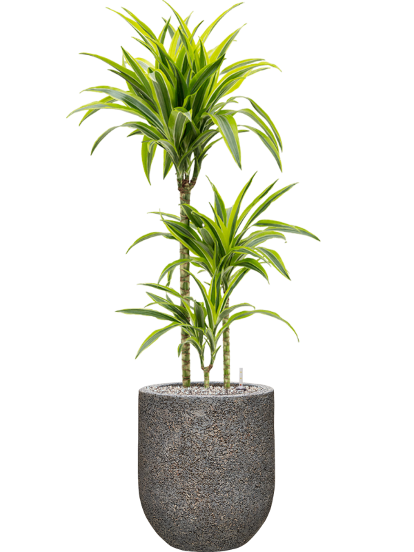 Ansamblu D31xH113cm cu planta naturala Dracaena fragrans 'Lemon Lime' in ghiveci Baq Naturescast all inclusive set cu granule decorative