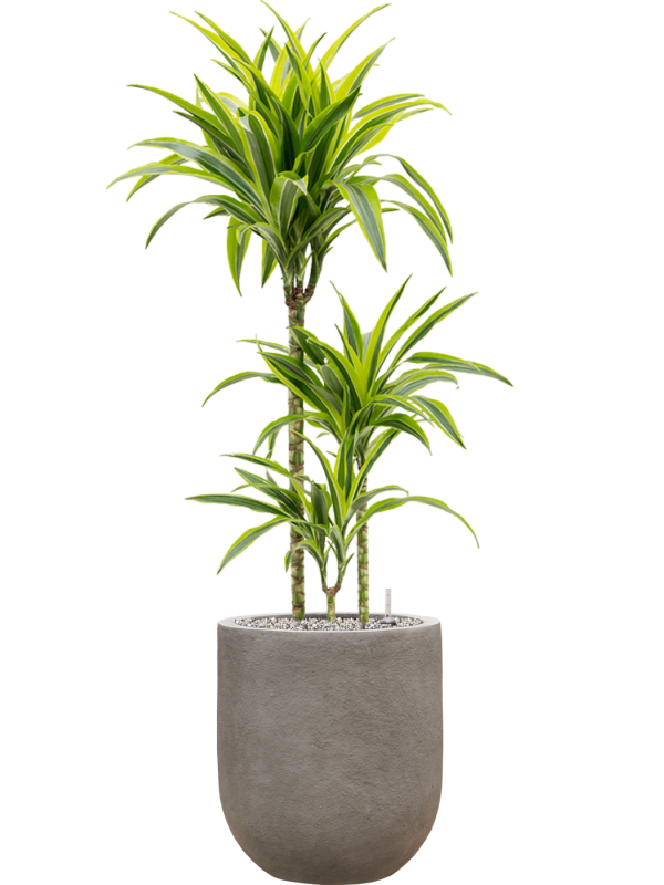 Ansamblu D31xH113cm cu planta naturala Dracaena fragrans 'Lemon Lime' in ghiveci Baq Nucast all inclusive set cu granule decorative