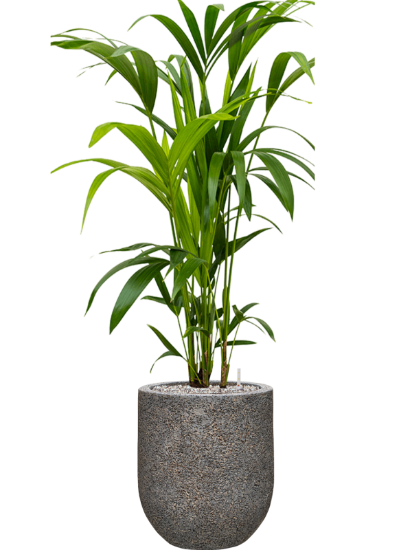 Ansamblu D31xH113cm cu planta naturala Kentia (Howea) forsteriana in ghiveci Baq Naturescast all inclusive set cu granule decorative