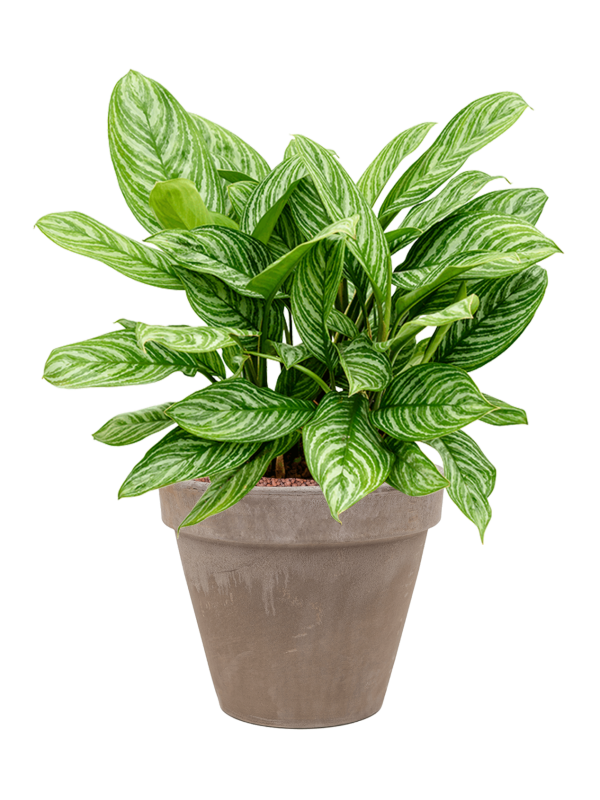 Ansamblu D31xH60cm cu planta naturala Aglaonema 'Stripes' in ghiveci Terra Cotta all inclusive set cu granule decorative