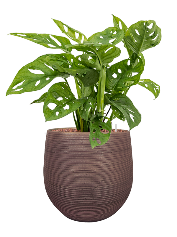 Ansamblu D31xH62cm cu planta naturala Monstera obliqua in ghiveci Lydia all inclusive set cu granule decorative