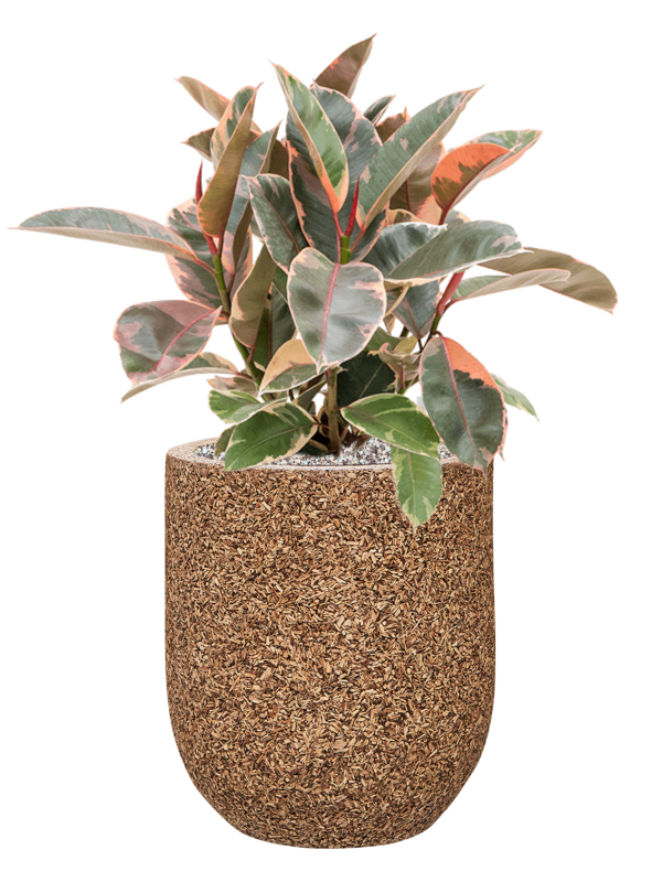 Ansamblu D31xH68cm cu planta naturala Ficus elastica 'Belize' in ghiveci Baq Naturescast all inclusive set cu granule decorative