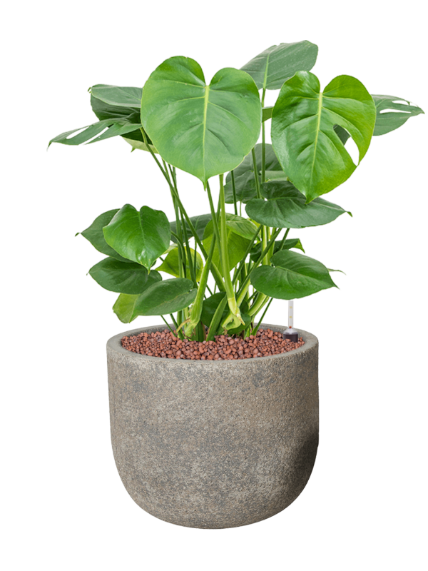 Ansamblu D31xH70cm cu planta naturala Monstera deliciosa in ghiveci Cement all inclusive set cu granule decorative