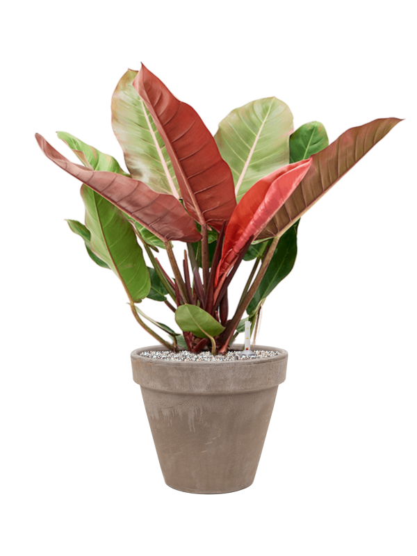 Ansamblu D31xH71cm cu planta naturala Philodendron 'Prince of Orange' in ghiveci Terra Cotta all inclusive set cu granule decorative