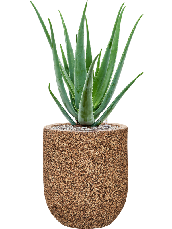 Ansamblu D31xH75cm cu planta naturala Aloe vera barbadensis in ghiveci Baq Naturescast all inclusive set cu granule decorative