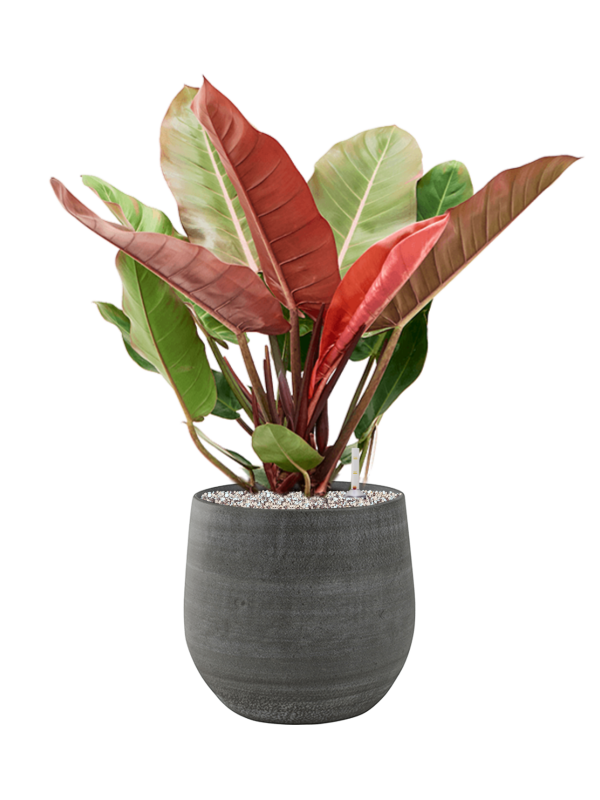 Ansamblu D31xH75cm cu planta naturala Philodendron 'Prince of Orange' in ghiveci Esra all inclusive set cu granule decorative