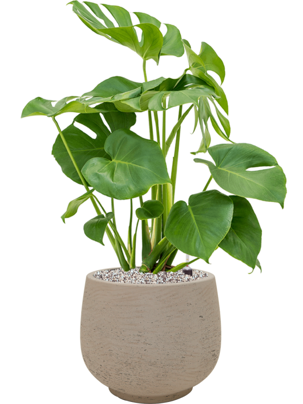 Ansamblu D31xH76cm cu planta naturala Monstera deliciosa in ghiveci Rough all inclusive set cu granule decorative