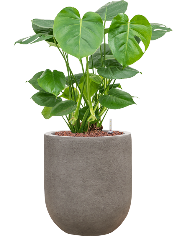 Ansamblu D31xH77cm cu planta naturala Monstera deliciosa in ghiveci Baq Nucast all inclusive set cu granule decorative