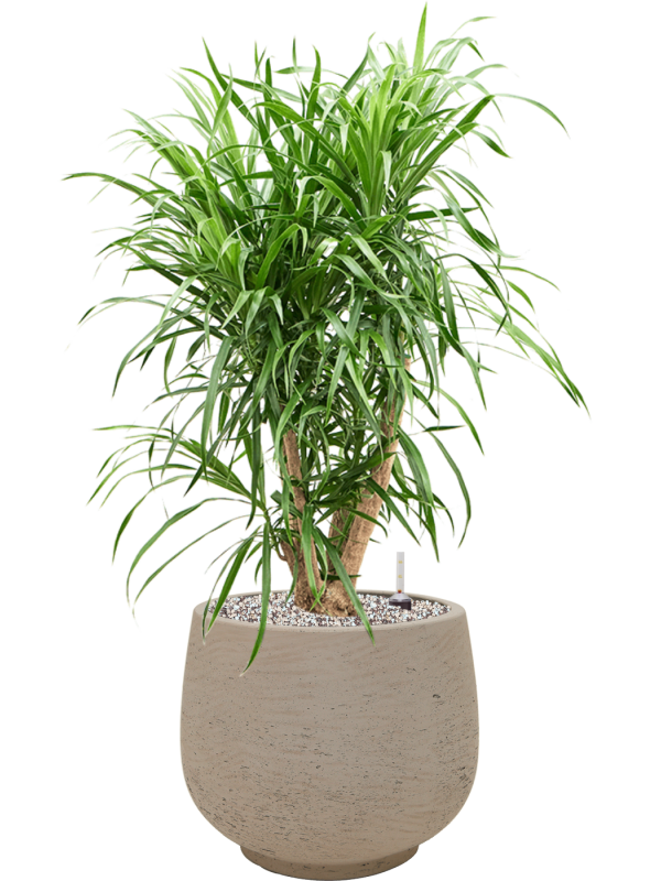 Ansamblu D31xH78cm cu planta naturala Pleomele (Dracaena) 'Anita' in ghiveci Rough all inclusive set cu granule decorative