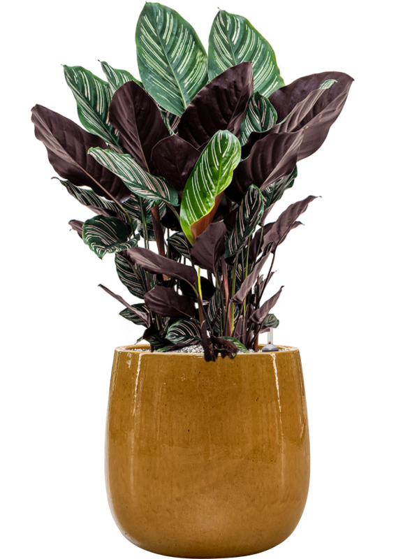 Ansamblu D31xH82cm cu planta naturala Calathea sanderiana in ghiveci Balloon all inclusive set cu granule decorative