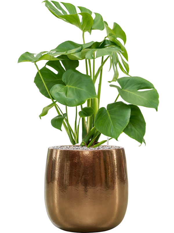 Ansamblu D31xH82cm cu planta naturala Monstera deliciosa in ghiveci Balloon all inclusive set cu granule decorative