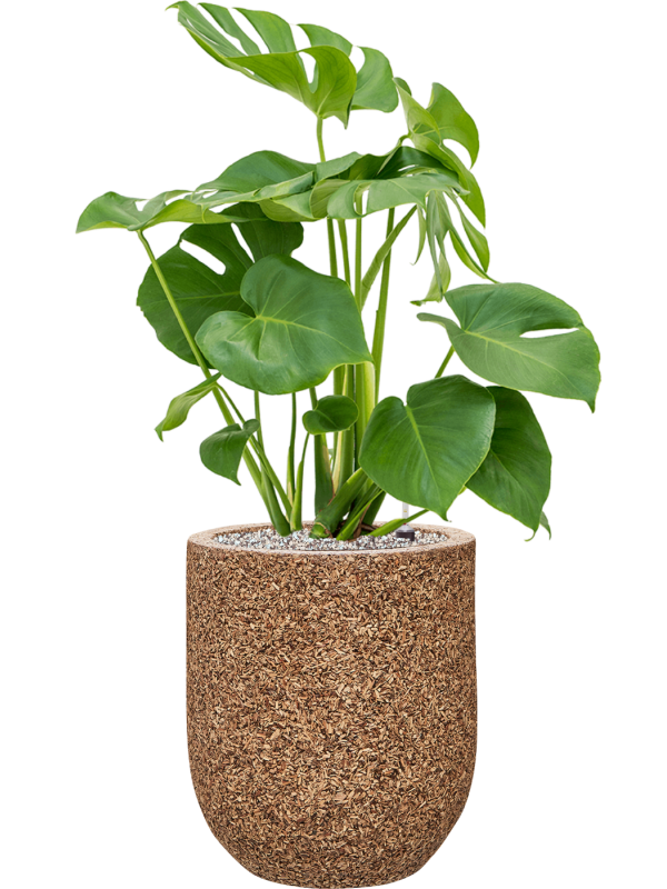 Ansamblu D31xH85cm cu planta naturala Monstera deliciosa in ghiveci Baq Naturescast all inclusive set cu granule decorative