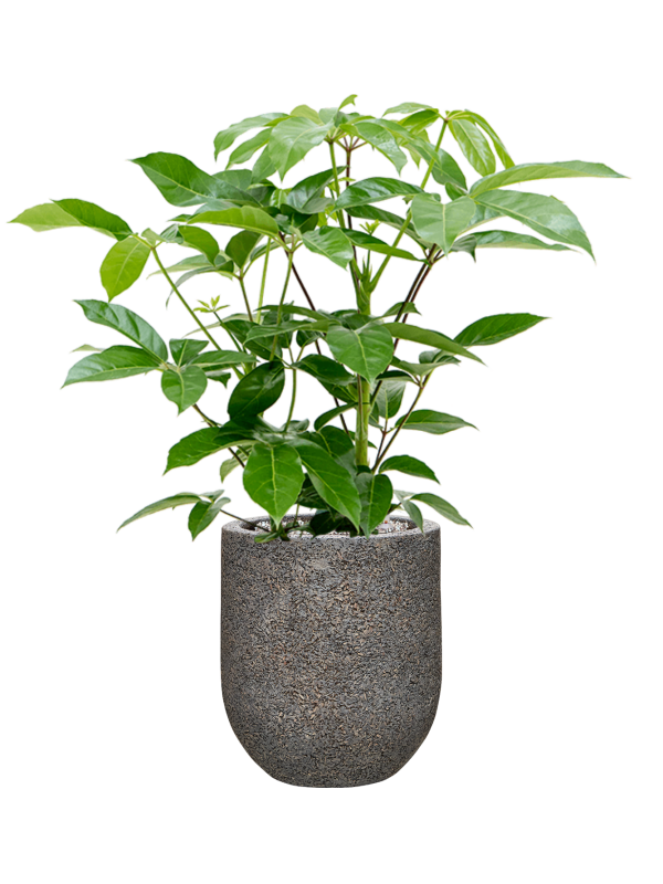 Ansamblu D31xH88cm cu planta naturala Schefflera actinophylla 'Amate' in ghiveci Baq Naturescast all inclusive set cu granule decorative