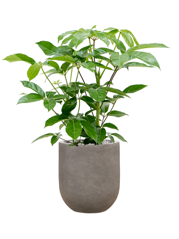 Ansamblu D31xH88cm cu planta naturala Schefflera actinophylla 'Amate' in ghiveci Baq Nucast all inclusive set cu granule decorative