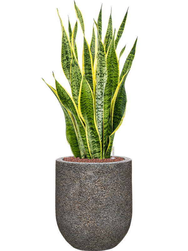 Ansamblu D31xH91cm cu planta naturala Sansevieria trifasciata 'Laurentii' in ghiveci Baq Naturescast all inclusive set cu granule decorative