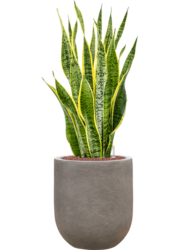 Ansamblu D31xH91cm cu planta naturala Sansevieria trifasciata 'Laurentii' in ghiveci Baq Nucast all inclusive set cu granule decorative