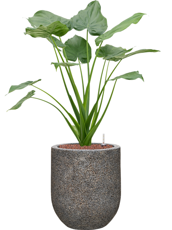 Ansamblu D31xH92cm cu planta naturala Alocasia cucullata in ghiveci Baq Naturescast all inclusive set cu granule decorative