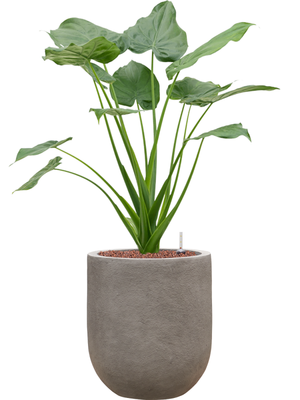 Ansamblu D31xH92cm cu planta naturala Alocasia cucullata in ghiveci Baq Nucast all inclusive set cu granule decorative