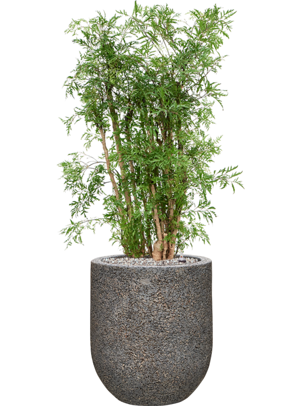 Ansamblu D31xH93cm cu planta naturala Aralia (Polyscias) 'Ming' in ghiveci Baq Naturescast all inclusive set cu granule decorative