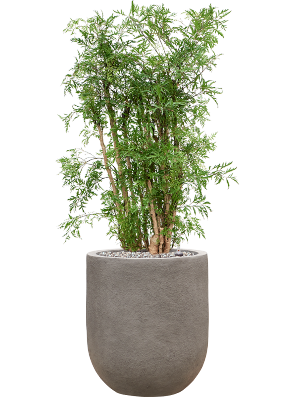 Ansamblu D31xH93cm cu planta naturala Aralia (Polyscias) 'Ming' in ghiveci Baq Nucast all inclusive set cu granule decorative