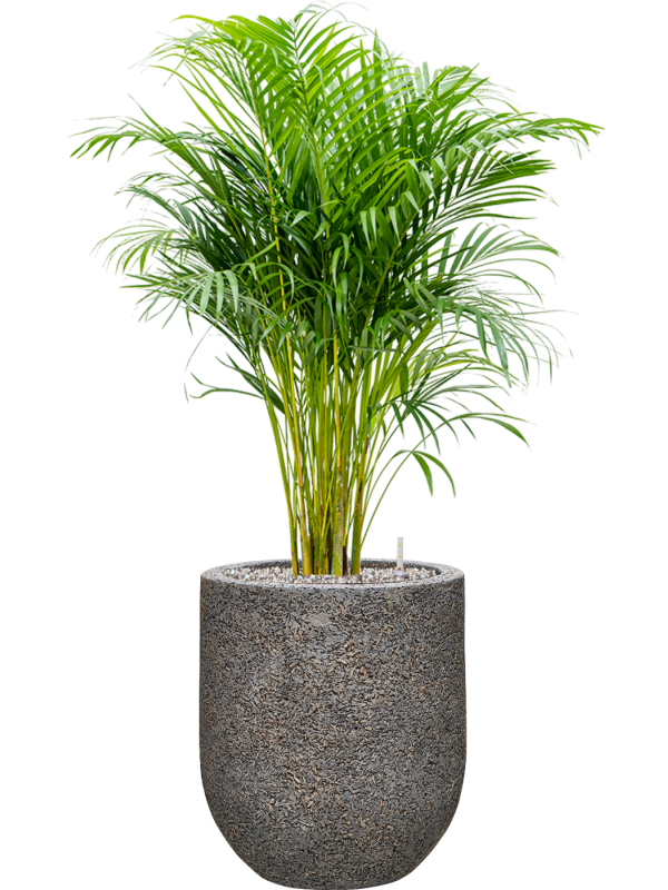 Ansamblu D31xH94cm cu planta naturala Dypsis (Areca) lutescens in ghiveci Baq Naturescast all inclusive set cu granule decorative